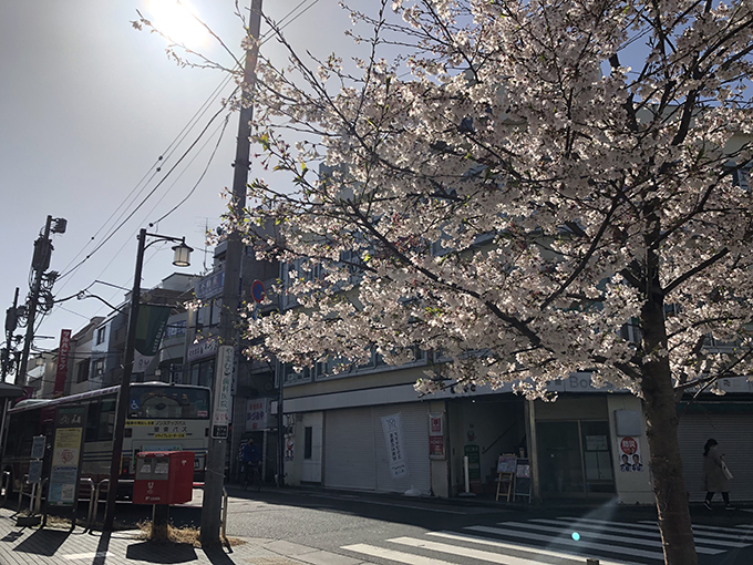 You are currently viewing 桜咲く東京
